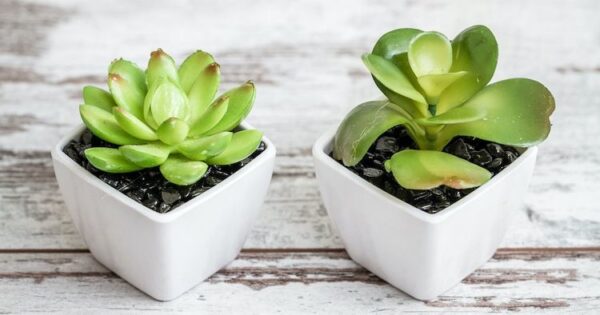 Myth: All artificial plants are very expensive