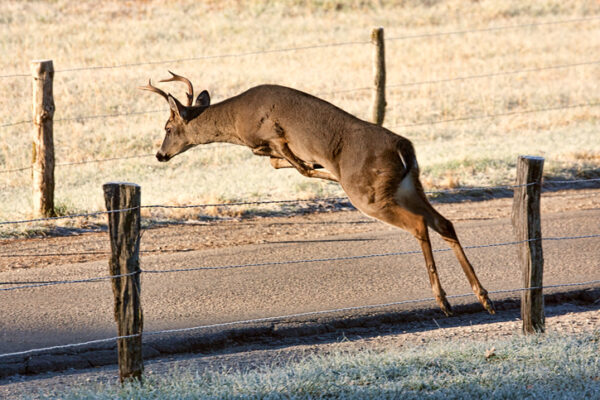 Do you have a deer problem? Get a deer fence!